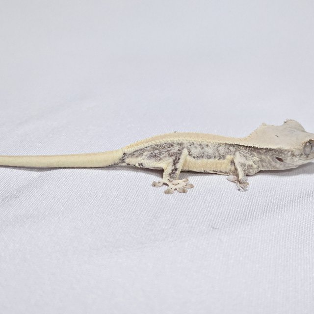 릴리화이트 화이트