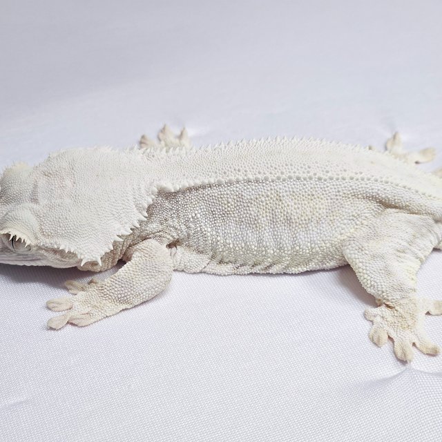 릴리화이트 화이트