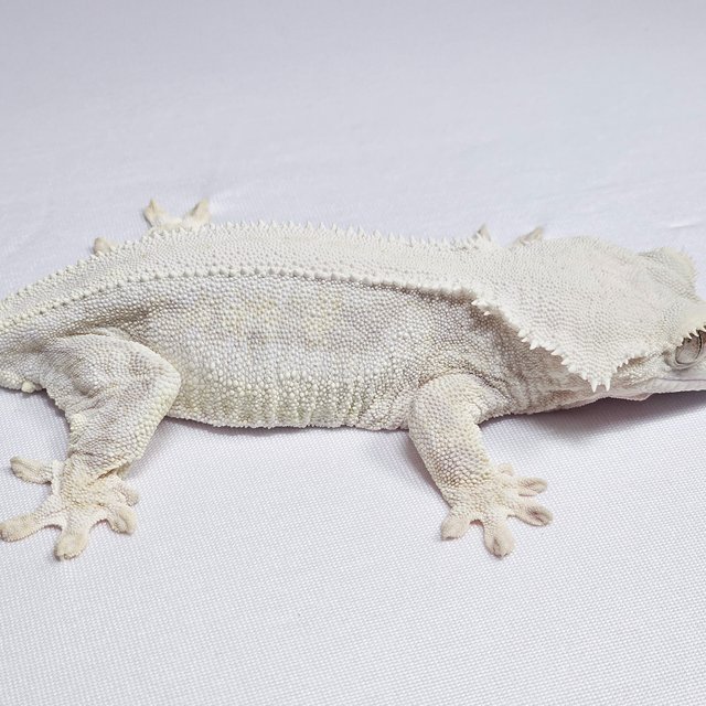 릴리화이트 화이트