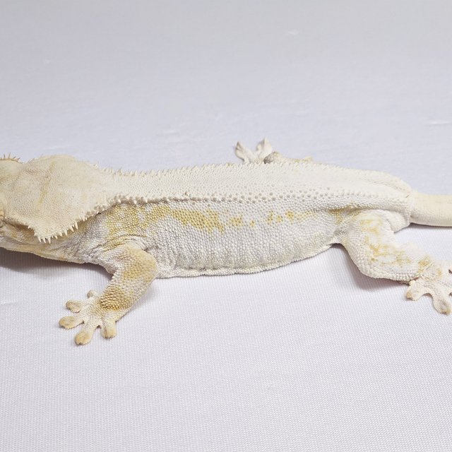 릴리화이트 화이트