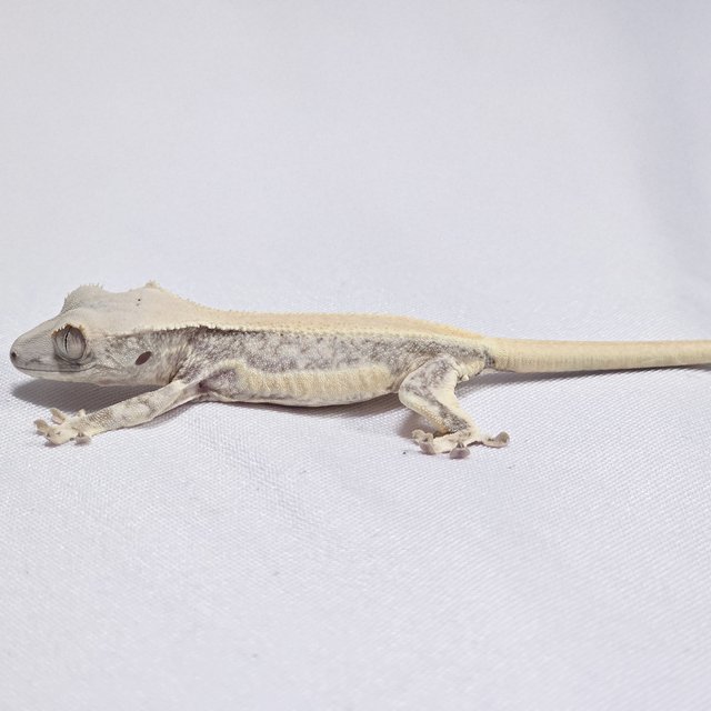 릴리화이트 화이트