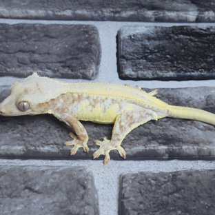 릴리화이트 크림시클