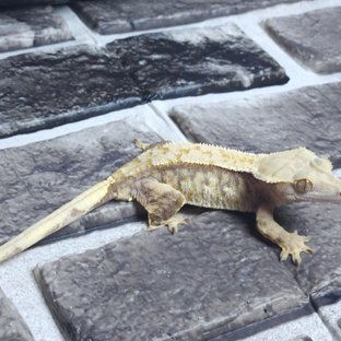 익스트림할리퀸 트라이