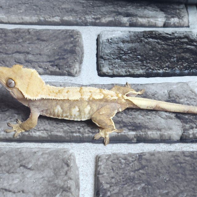 트라이 익스트림할리퀸