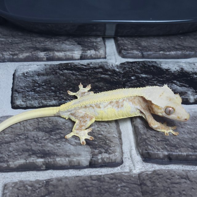 릴리화이트 크림시클