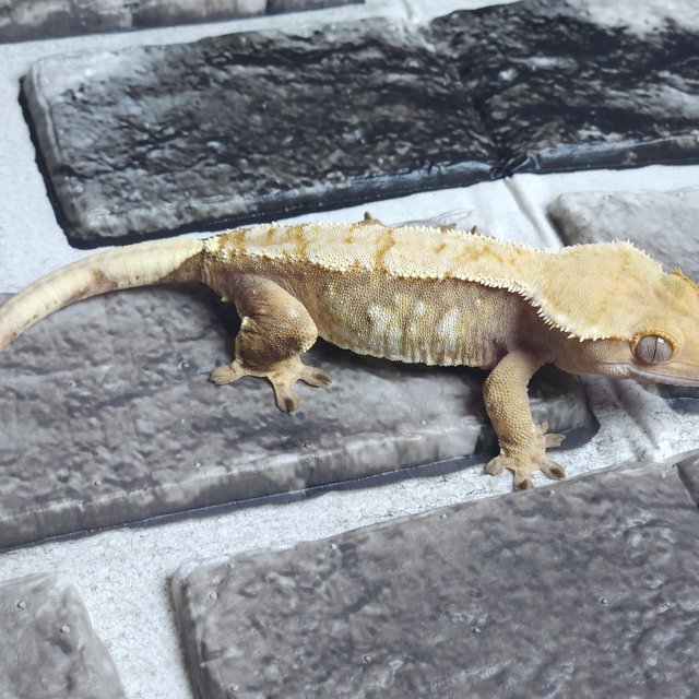 트라이 익스트림할리퀸