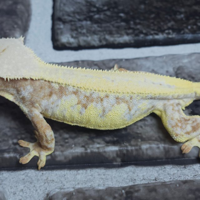 릴리화이트 크림시클