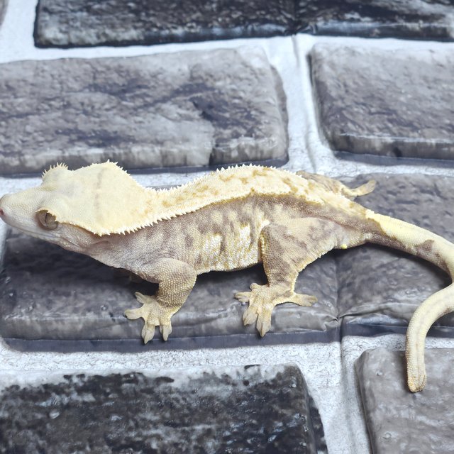 익스트림할리퀸 트라이