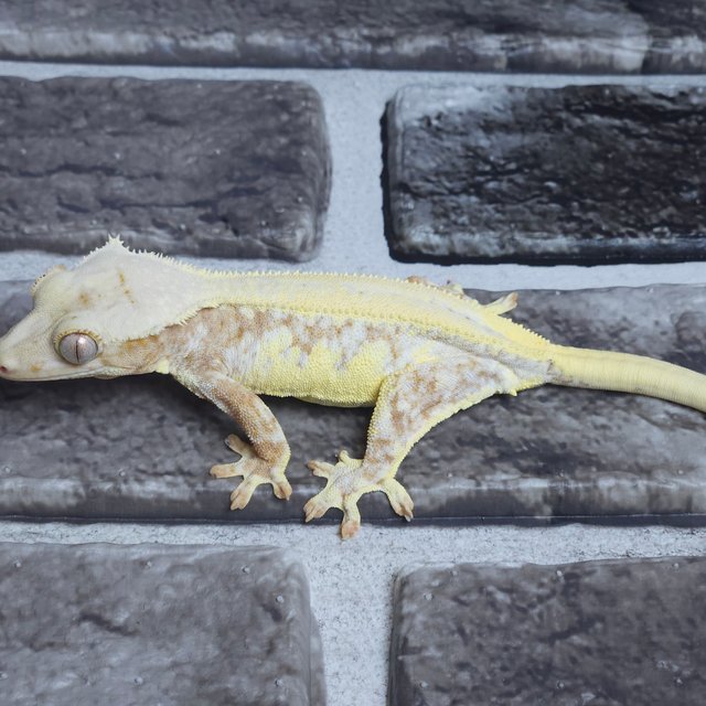 릴리화이트 크림시클