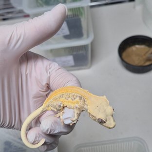 릴리화이트 솔리드백 풀핀