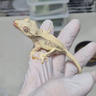 릴리화이트 솔리드백 풀핀