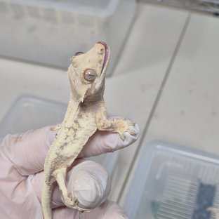 릴리화이트 화이트