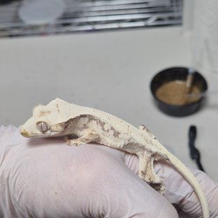 릴리화이트 화이트