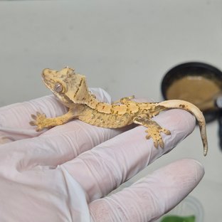 노멀 화이트포트홀