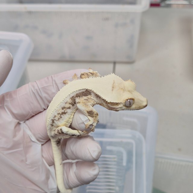 릴리화이트 화이트