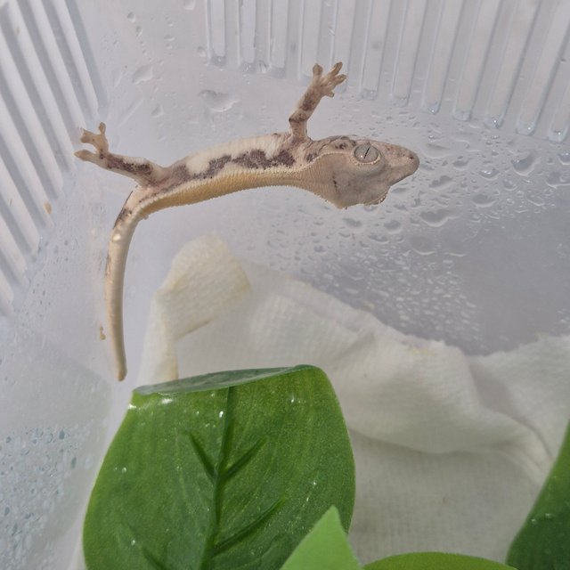 릴리화이트 풀핀 솔리드백