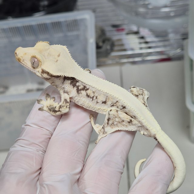 릴리화이트 솔리드백 풀핀 화이트