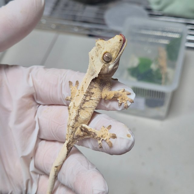 노멀 드리피 화이트포트홀