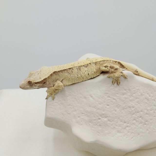 노멀 드리피