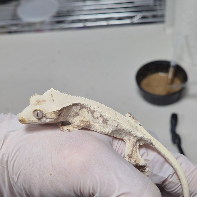 릴리화이트 화이트