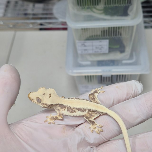 릴리화이트 솔리드백 풀핀