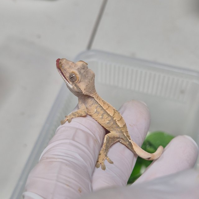 노멀 화이트포트홀