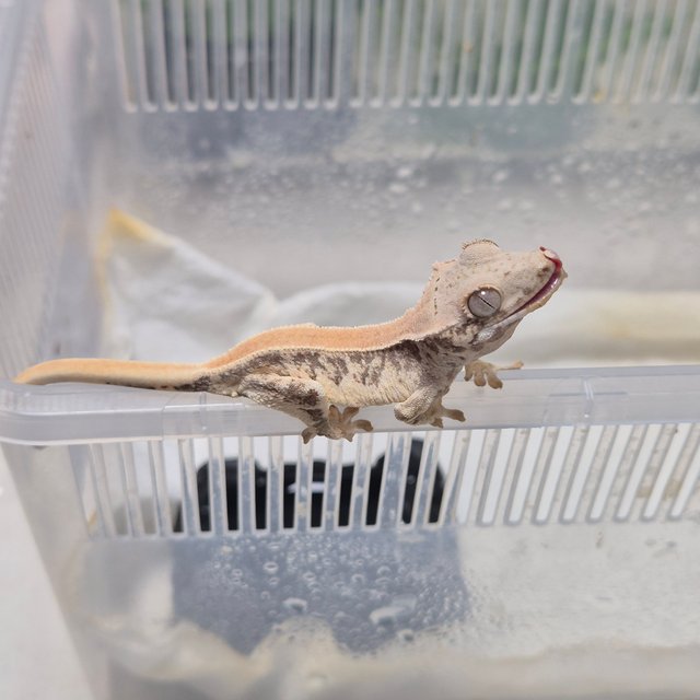 릴리화이트 풀핀 솔리드백