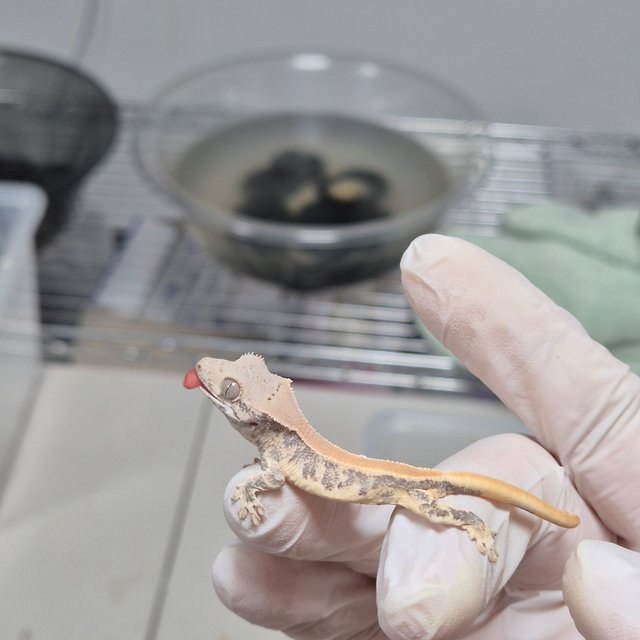 릴리화이트 풀핀 솔리드백