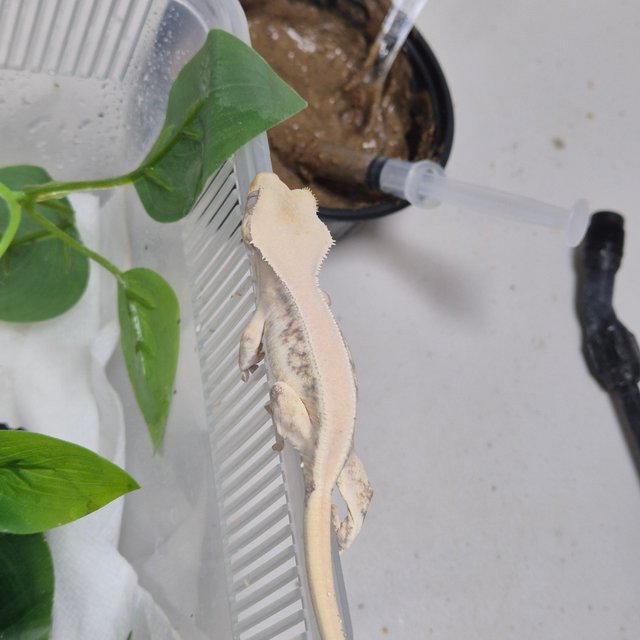 릴리화이트 솔리드백 풀핀