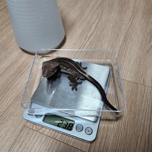 아잔틱 화이트핀 풀핀 엠티백