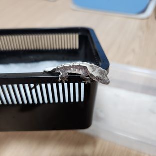 아잔틱