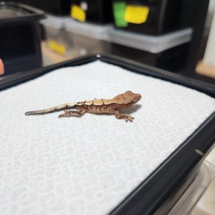 100%헷아잔틱 세이블