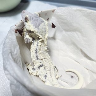 프라푸치노 솔리드백 화이트