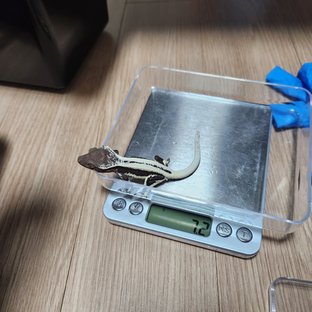 조파지 × 잔