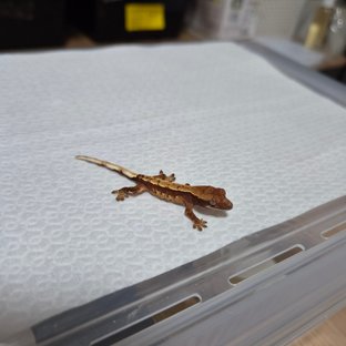 헷100 조캐조합