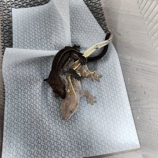 아잔틱 화이트핀 풀핀 엠티백