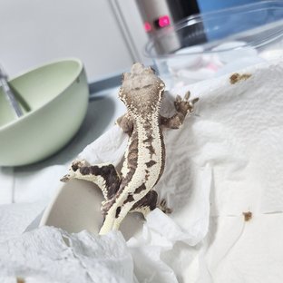 100%헷아잔틱 릴리 세이블 풀핀