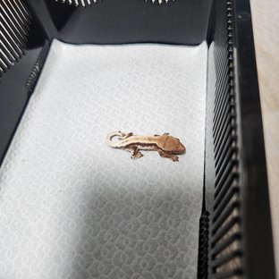 릴리 세이블 100%헷아잔틱