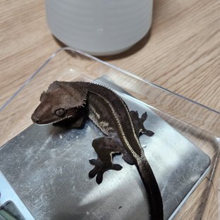 아잔틱 화이트핀 풀핀 엠티백