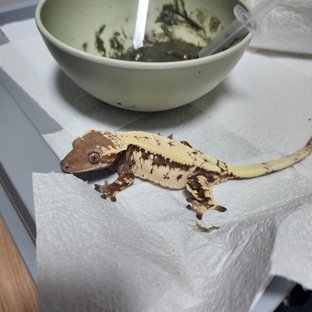 파(세이블) 모개체용