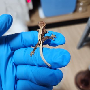 100%헷아잔틱 풀핀