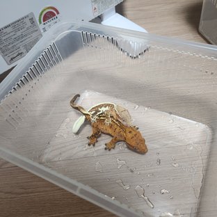 100%헷아잔틱 릴리 세이블 풀핀