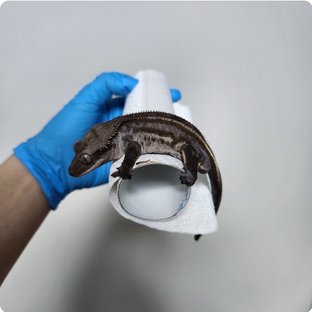 아잔틱 화이트핀 풀핀 엠티백