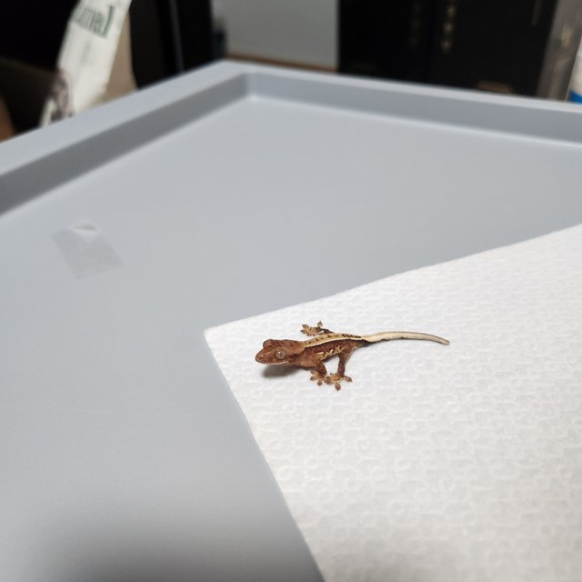 100%헷아잔틱 풀핀