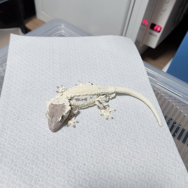 프라푸치노 솔리드백 화이트