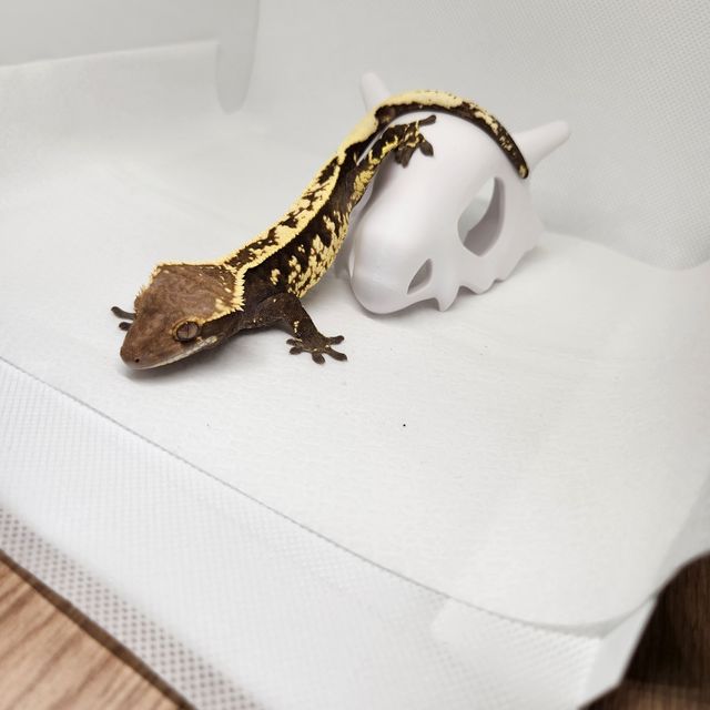 카푸치노