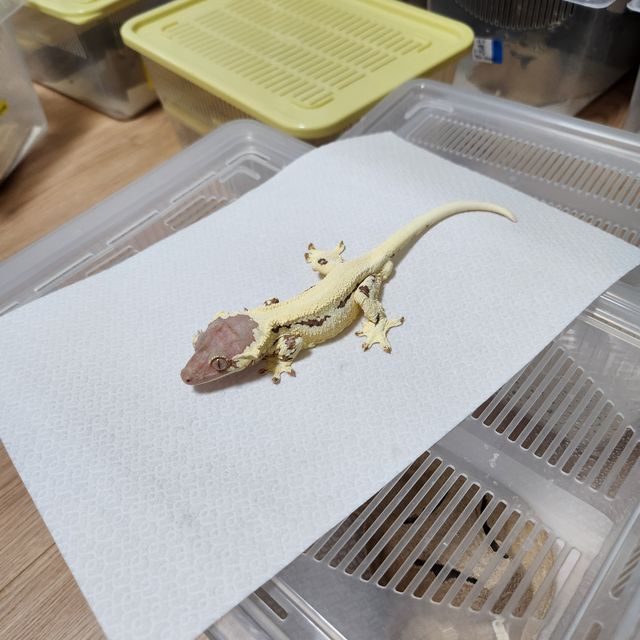 프라푸치노 솔리드백 풀핀 트라이