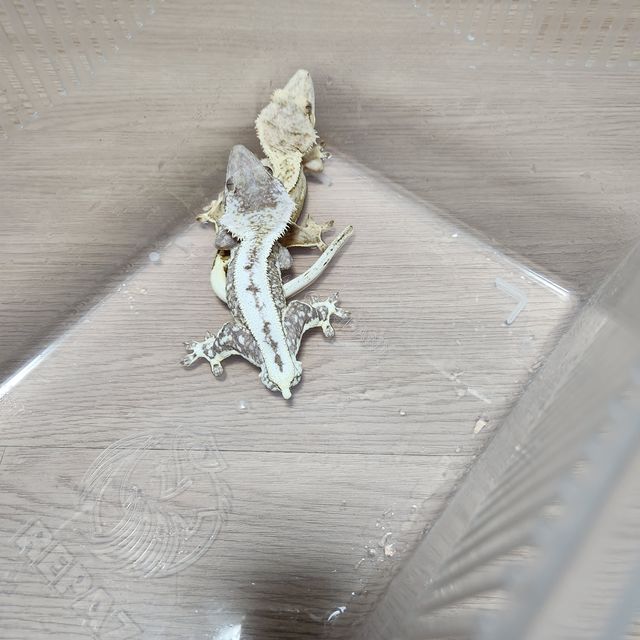 릴잔틱