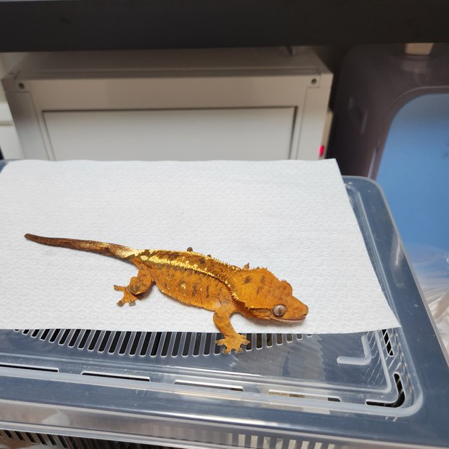 100%헷아잔틱 카푸치노 풀핀