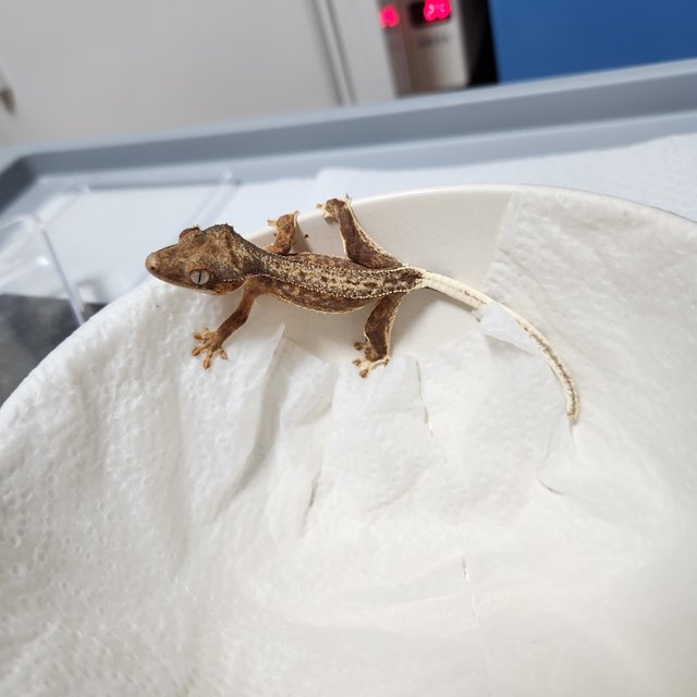 릴리100%헷아잔틱